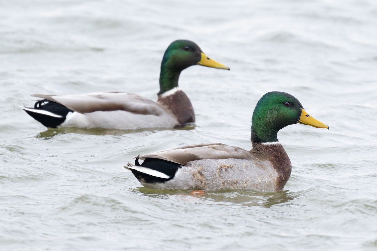 Ánade Azulón - ML646952923