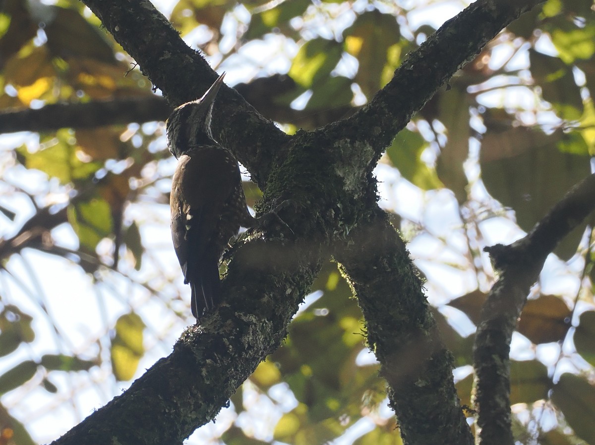 Golden-crowned Woodpecker - ML646952924