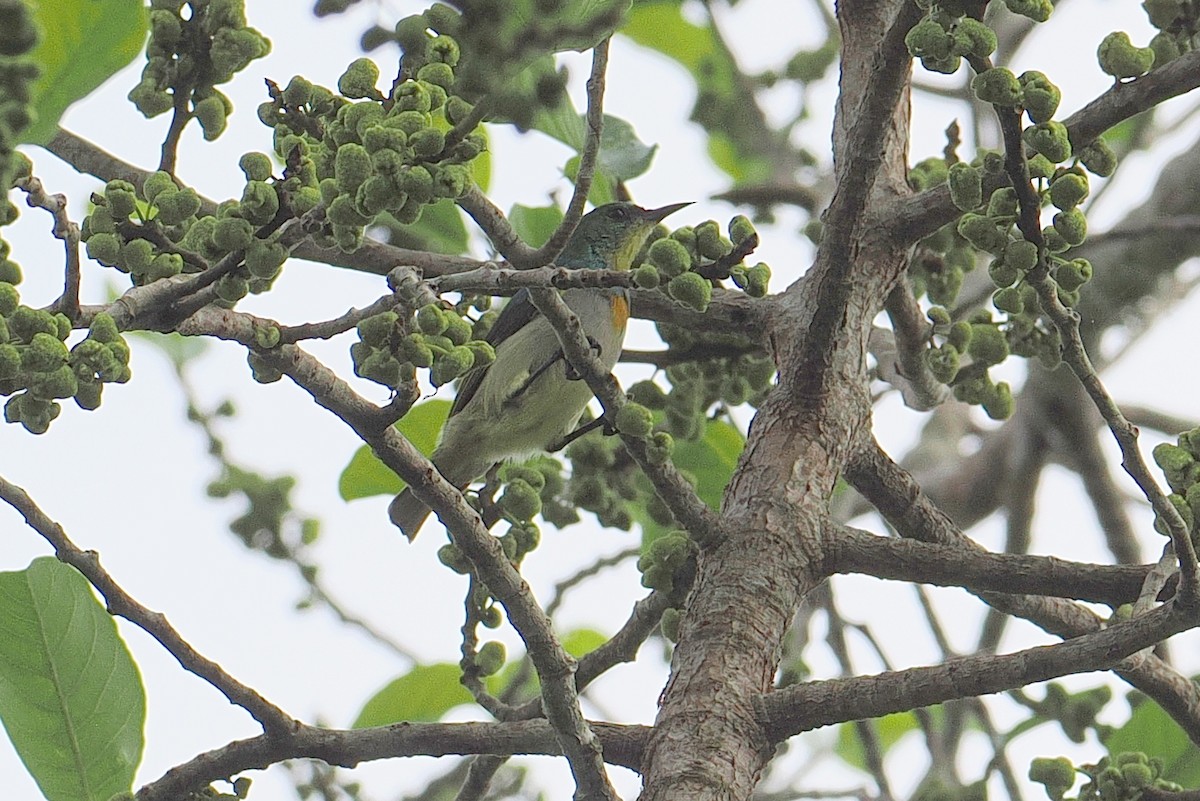 Yellow-chinned Sunbird - ML646952925