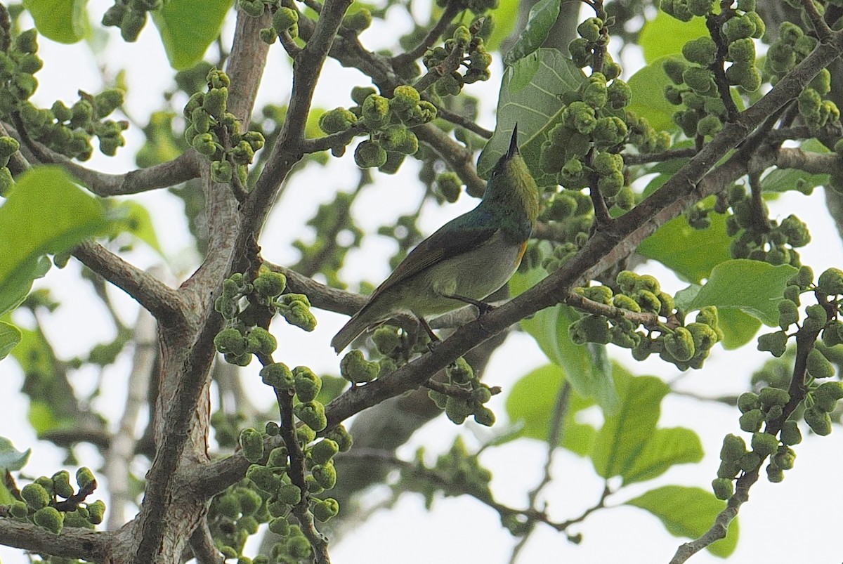 Yellow-chinned Sunbird - ML646952926