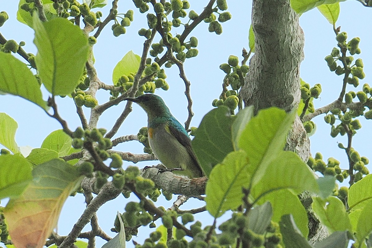 Yellow-chinned Sunbird - ML646952927