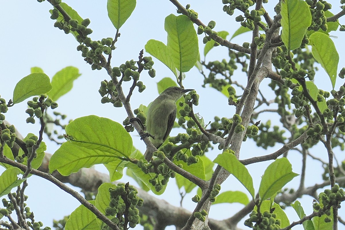 Yellow-chinned Sunbird - ML646952928