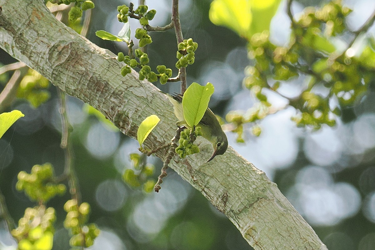 Yellow-chinned Sunbird - ML646952929