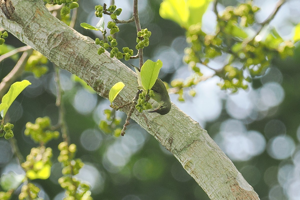 Yellow-chinned Sunbird - ML646952930