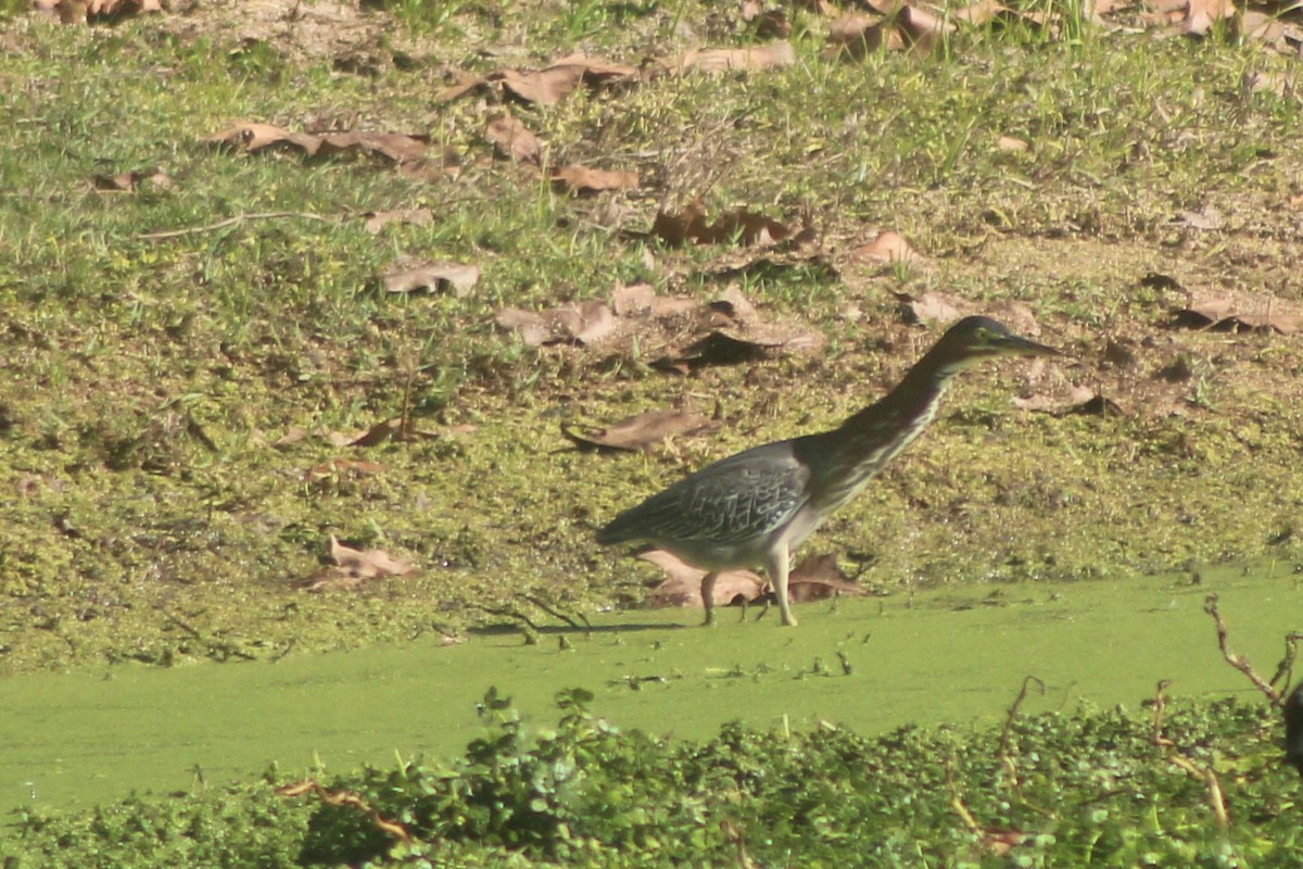 Green Heron - ML646952931
