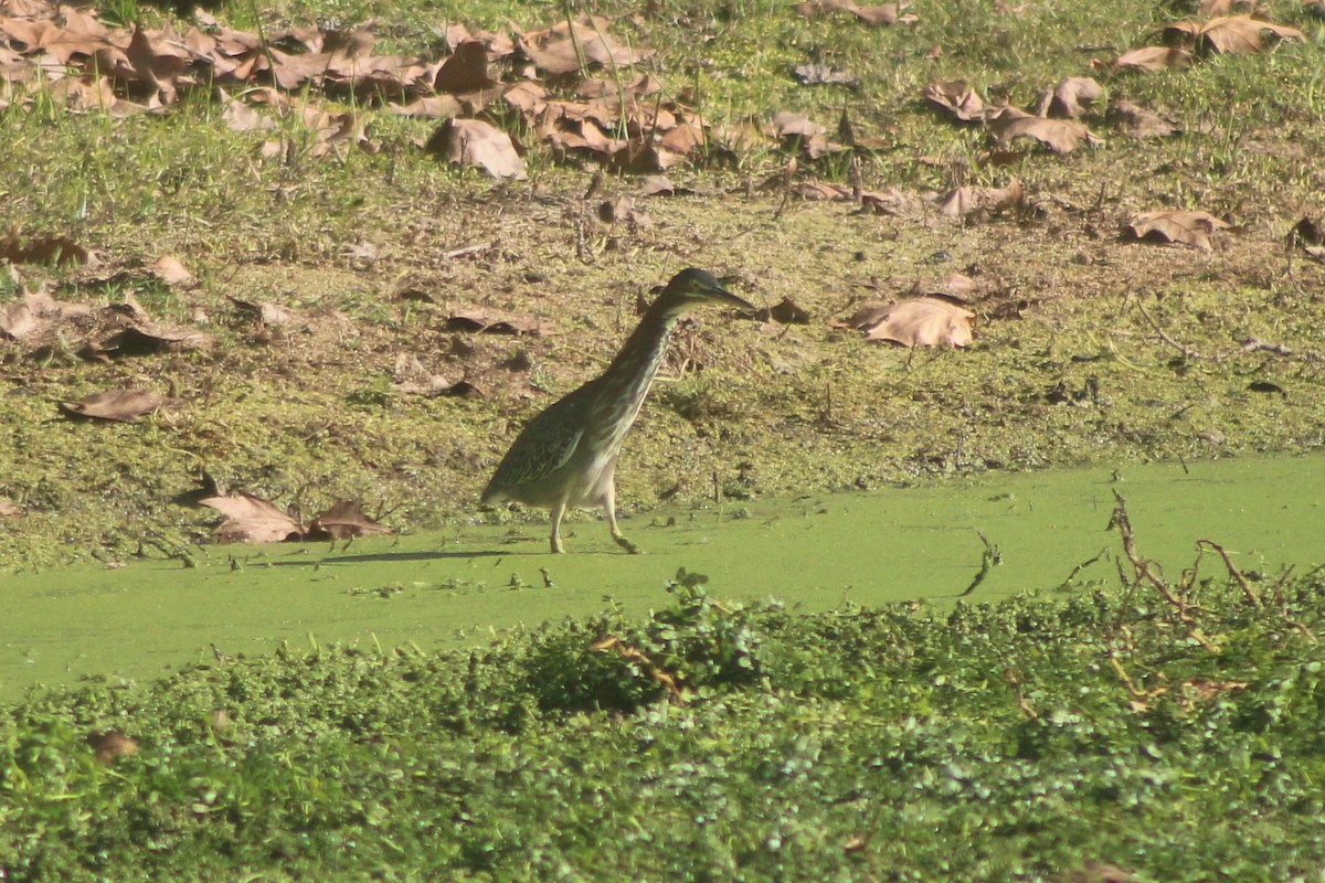 Green Heron - ML646952932