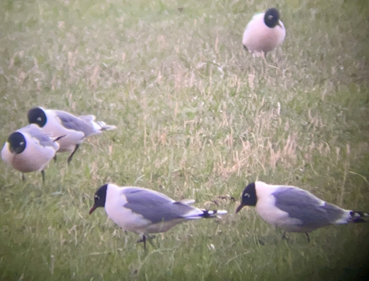 שחף אפור-זנב - ML646952934