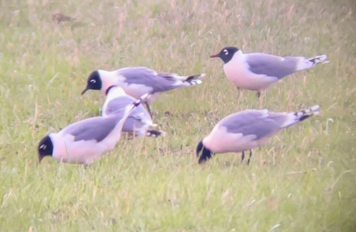 שחף אפור-זנב - ML646952935