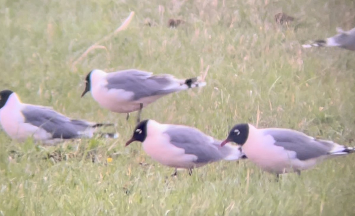 שחף אפור-זנב - ML646952936