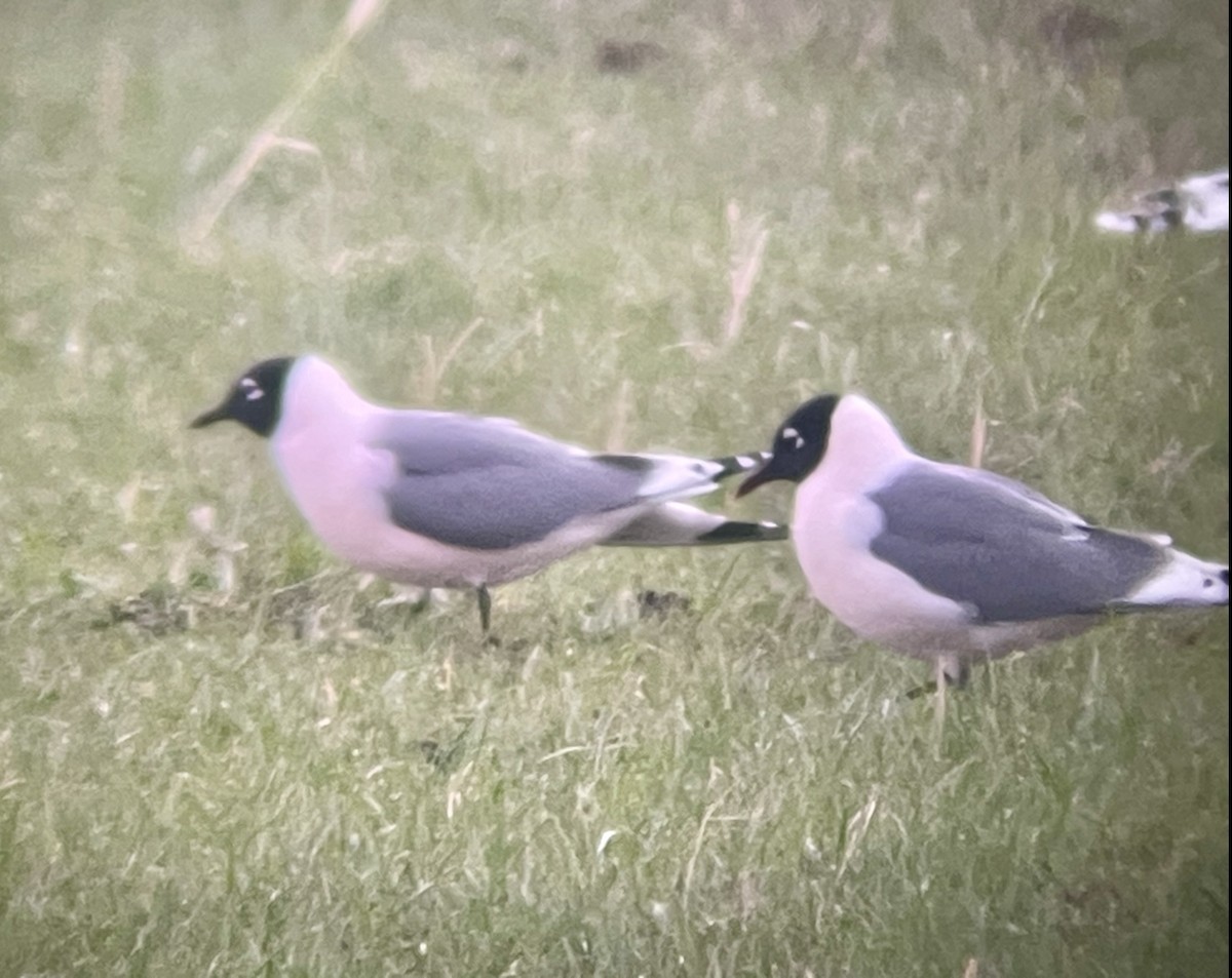 שחף אפור-זנב - ML646952937