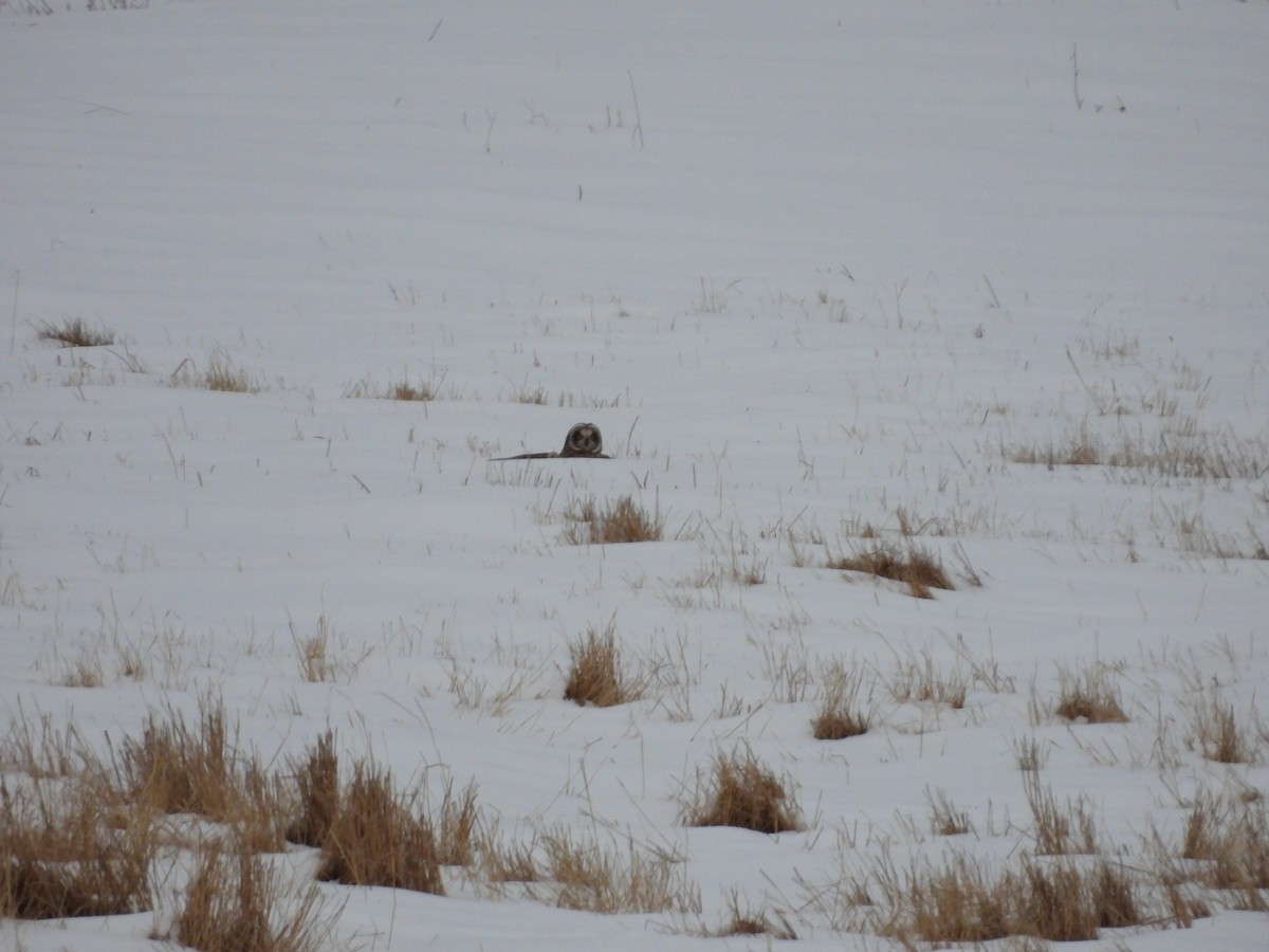 Short-eared Owl - ML646952938