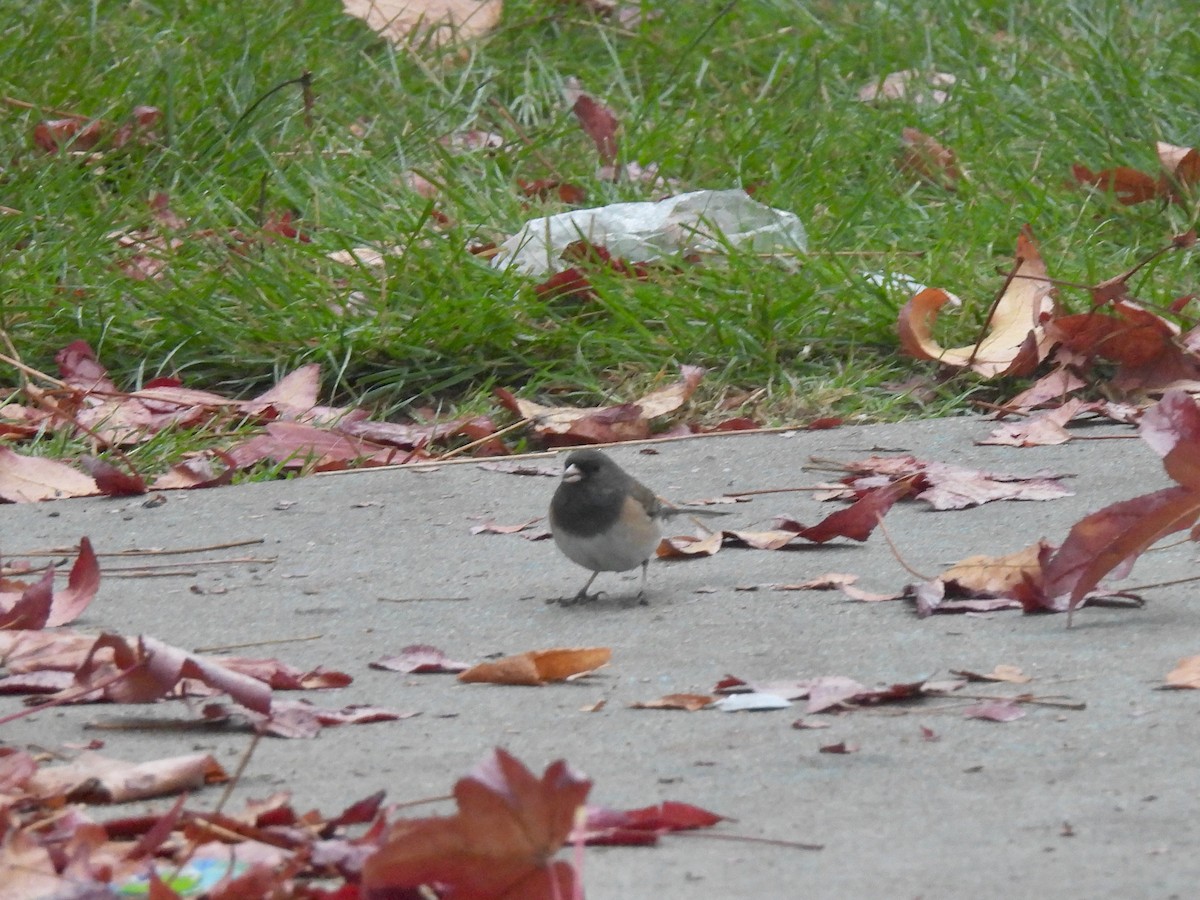 Dark-eyed Junco - ML646952939