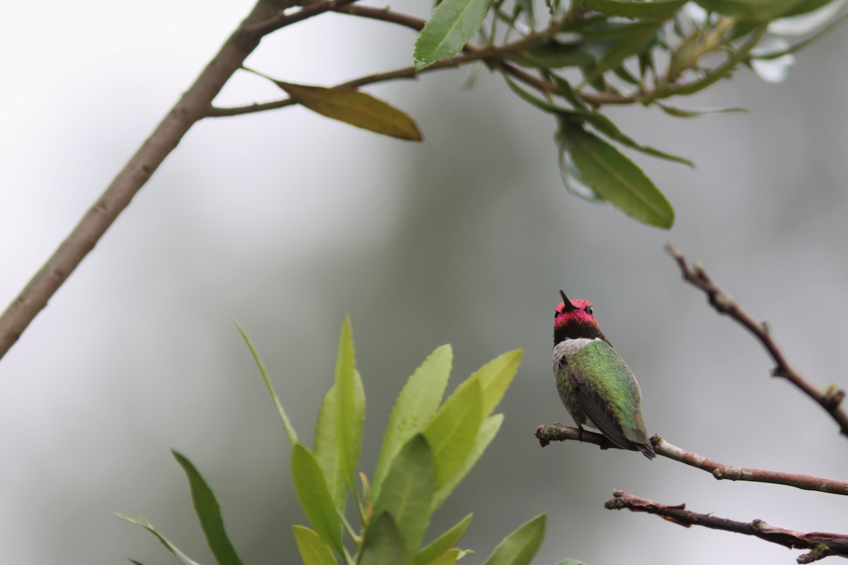 Anna's Hummingbird - ML646952940
