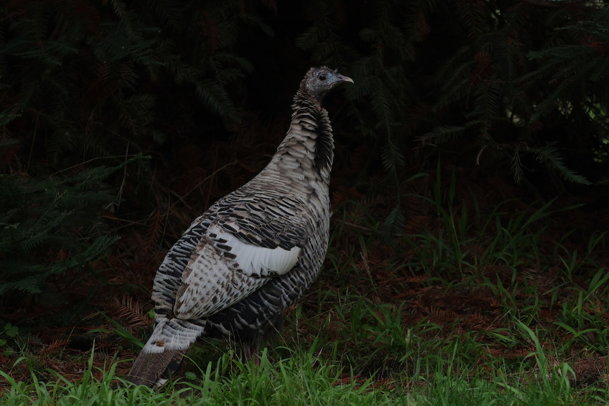 Wild Turkey - ML646952941