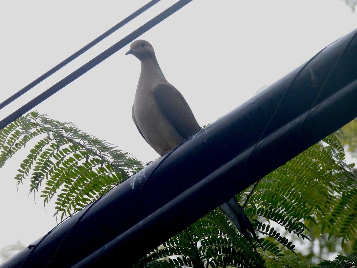 Zenaida Huilota - ML646952942