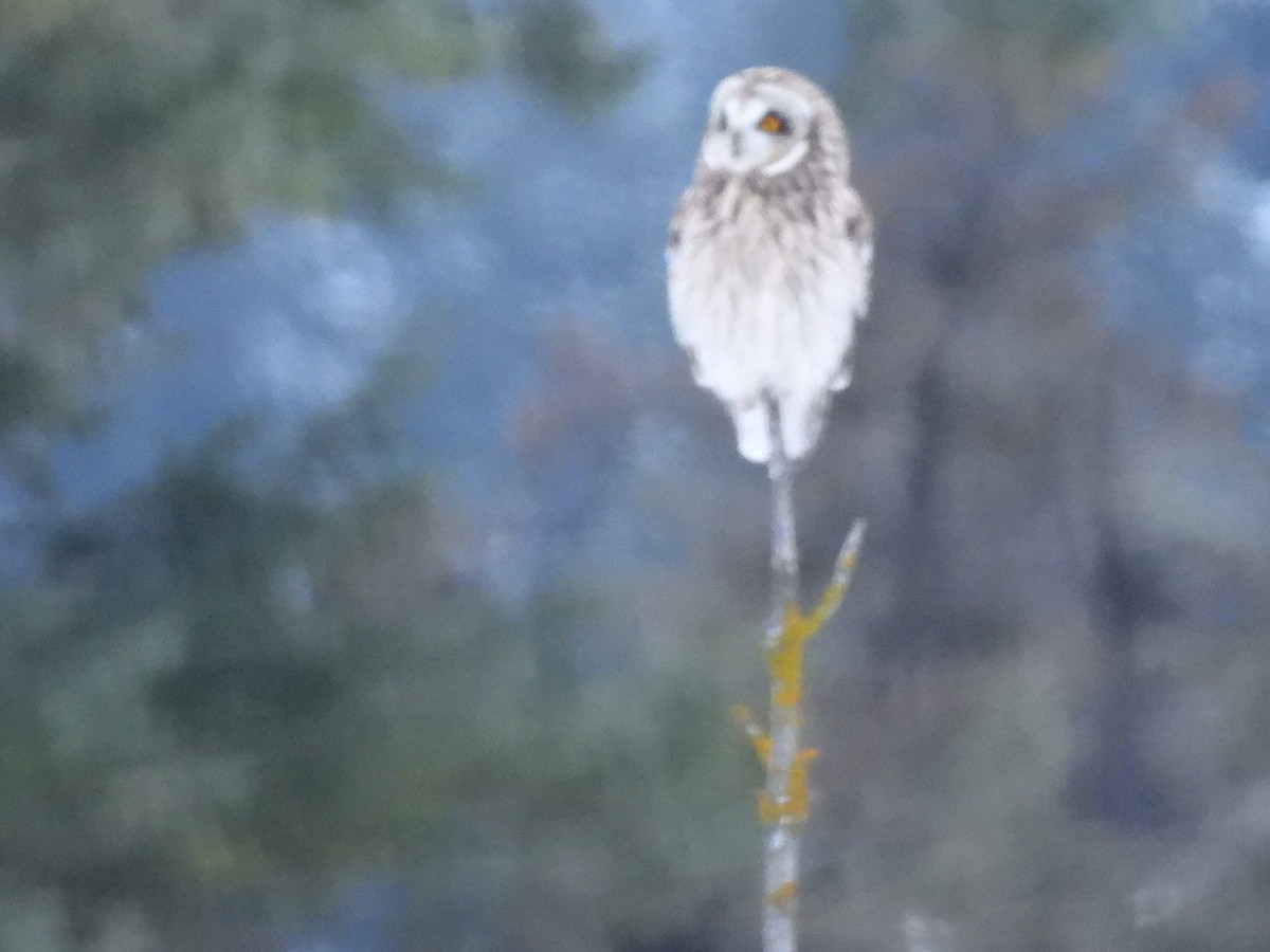 Short-eared Owl - ML646952944