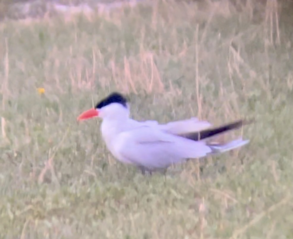 שחפית כספית - ML646952945