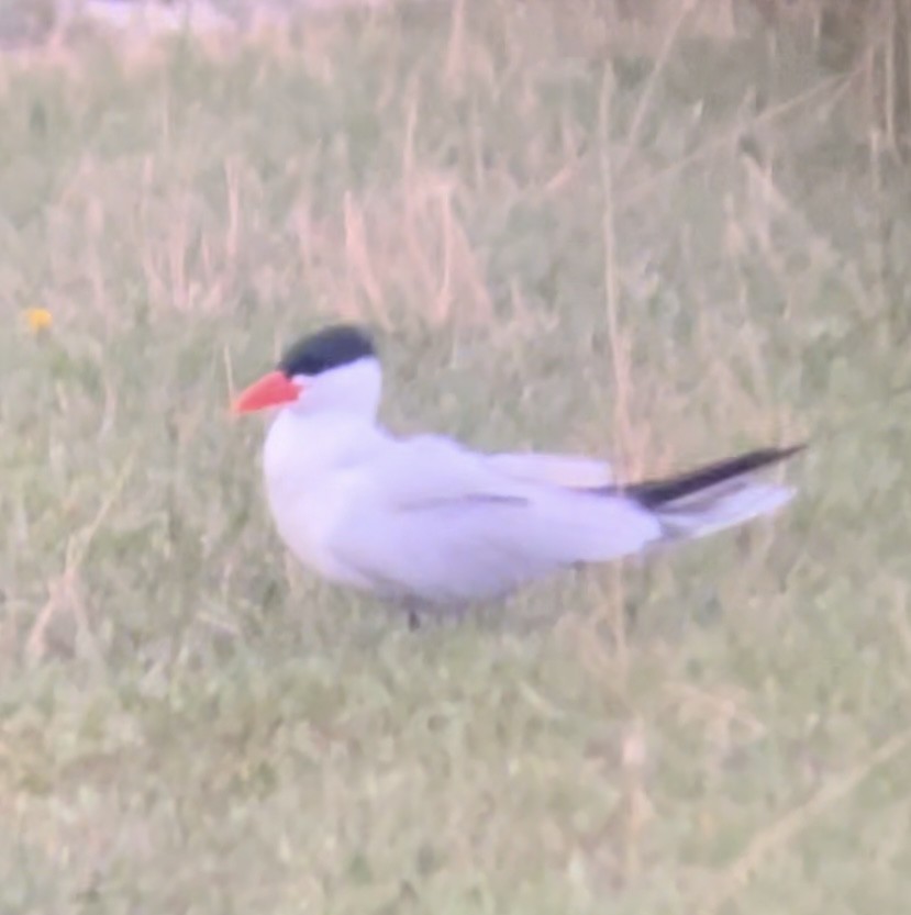 שחפית כספית - ML646952946