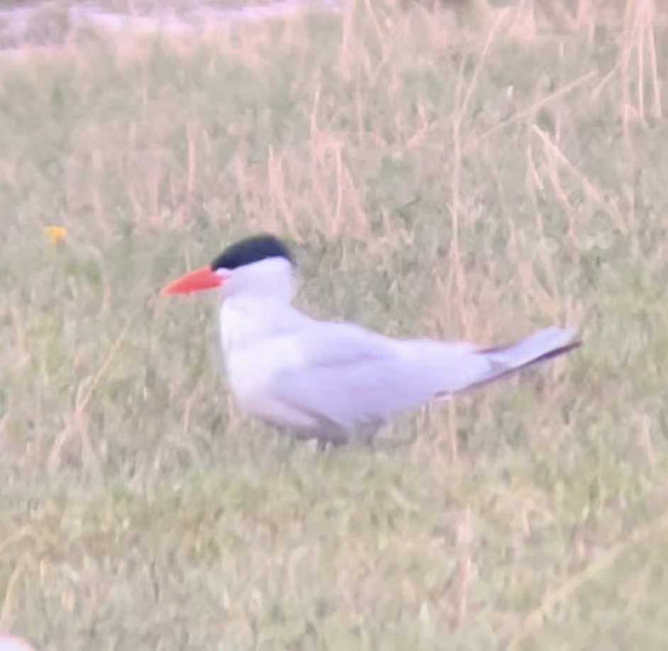 שחפית כספית - ML646952947