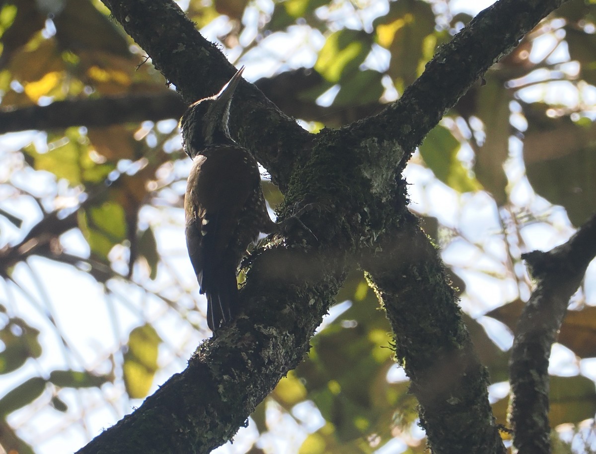 Golden-crowned Woodpecker - ML646952949