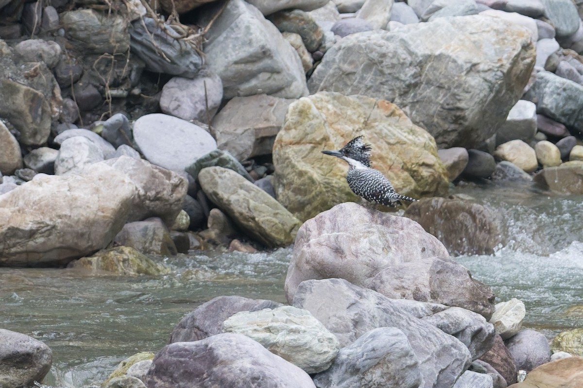 Crested Kingfisher - ML646952950