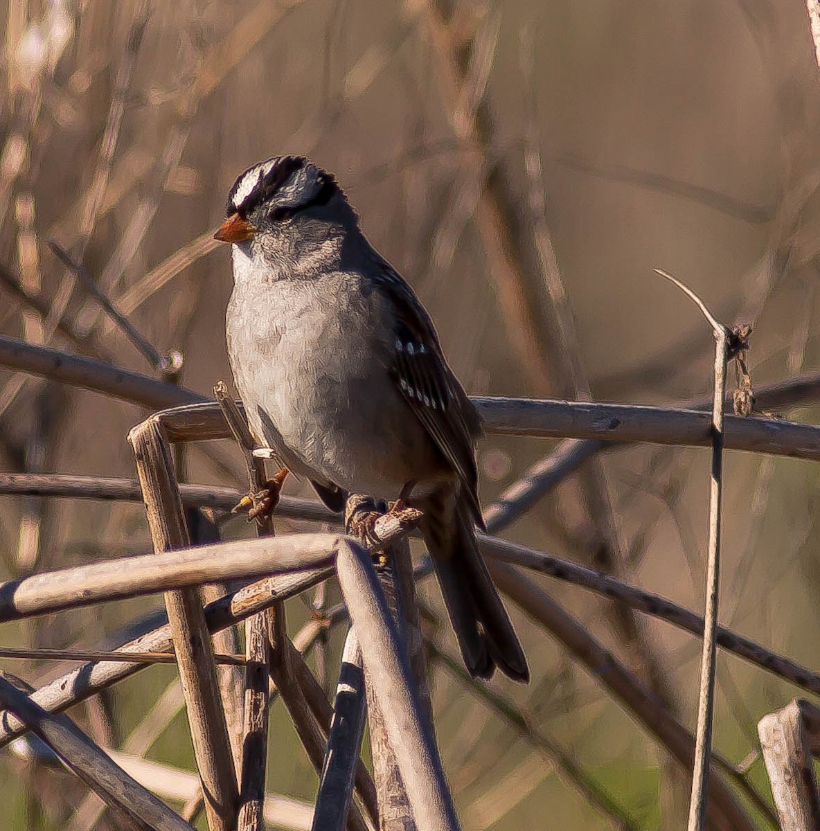 גיבתונית לבנת-כיפה - ML646952952