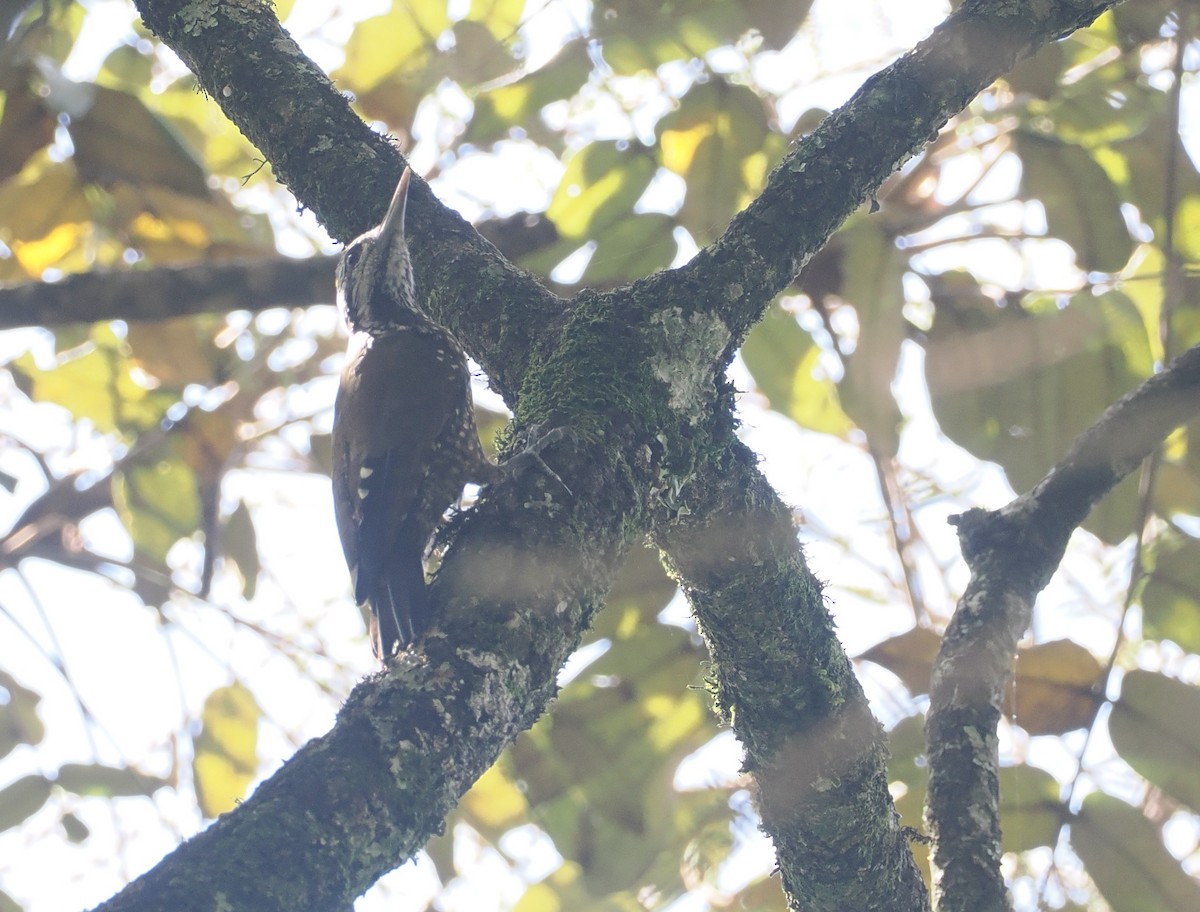 Golden-crowned Woodpecker - ML646952953