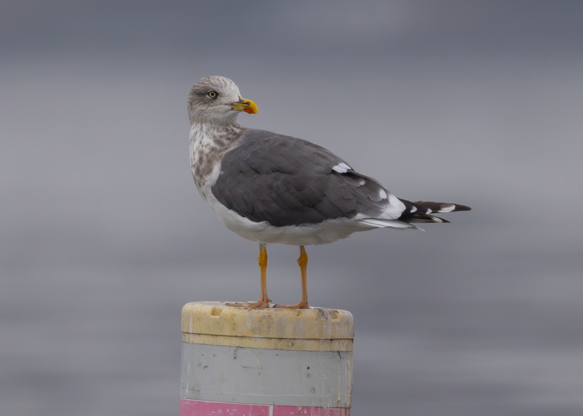 Zafferano - ML646952954