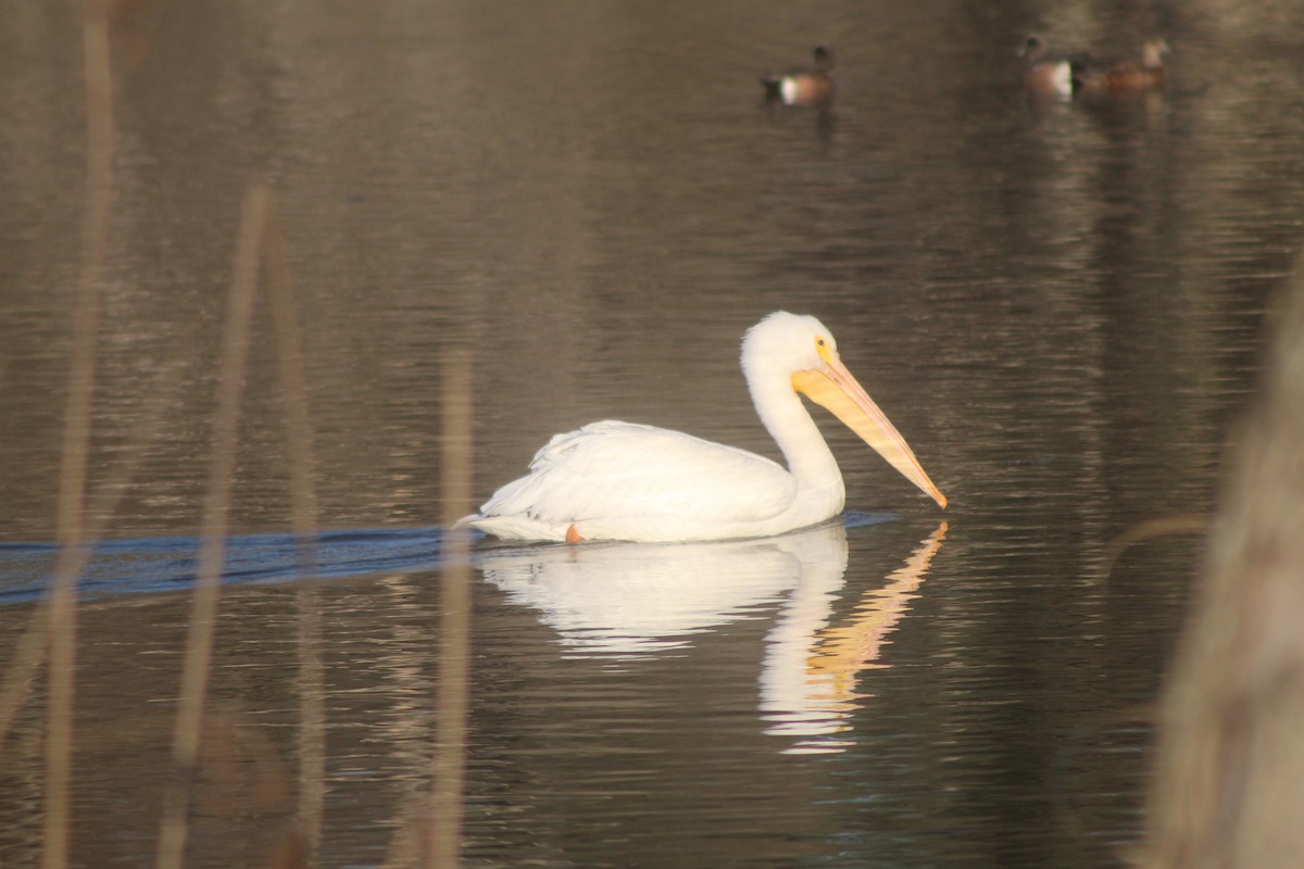 American White Pelican - ML646952955