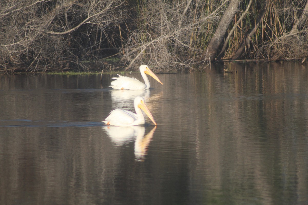American White Pelican - ML646952956