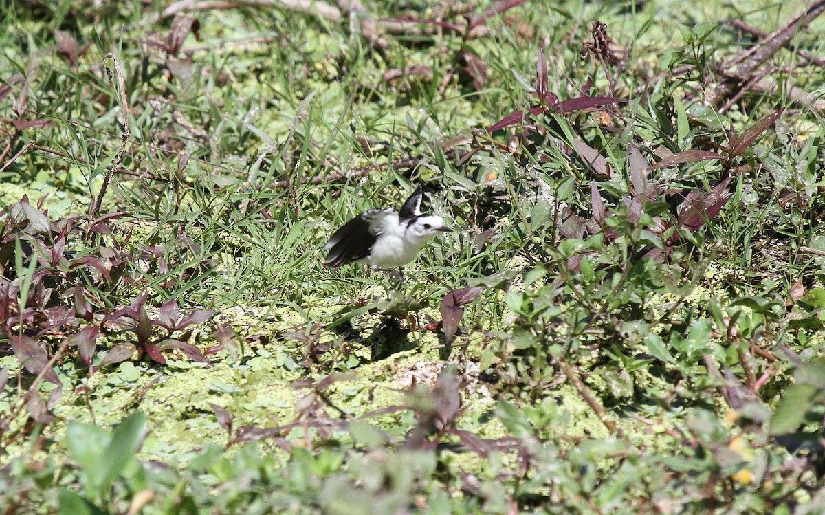 Black-backed Water-Tyrant - ML646952957