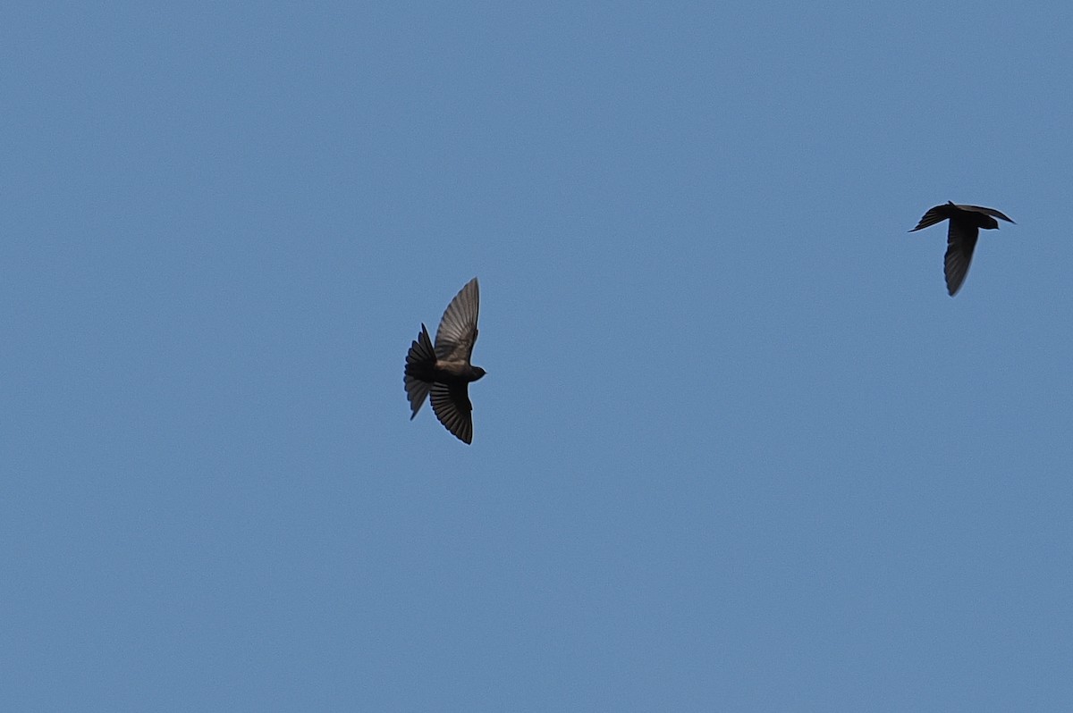 Жалібничка вилохвоста - ML646952959