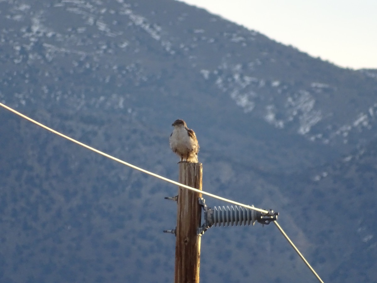 Ferruginous Hawk - ML646952961