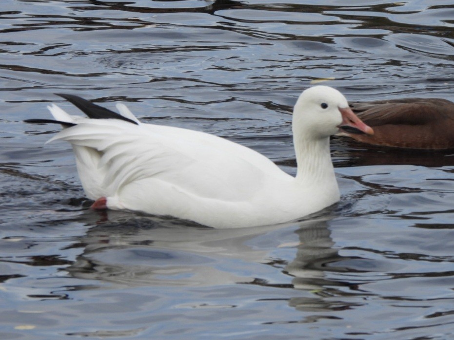 Snow Goose - ML646952971