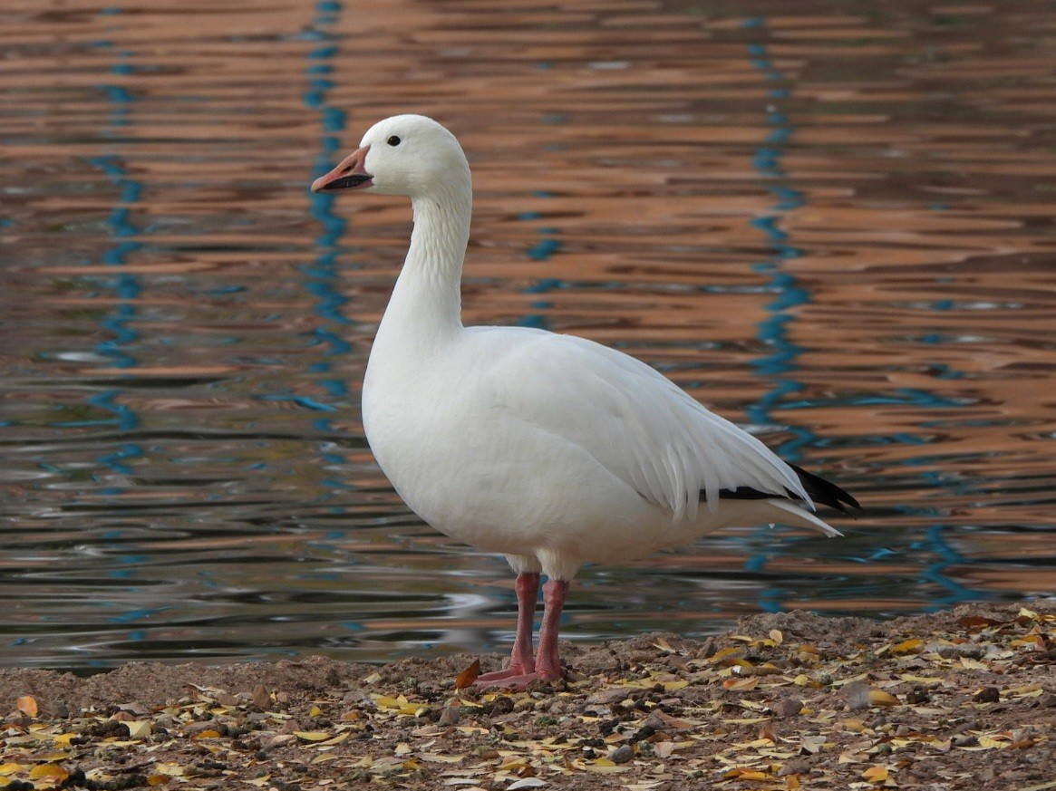 Snow Goose - ML646952972