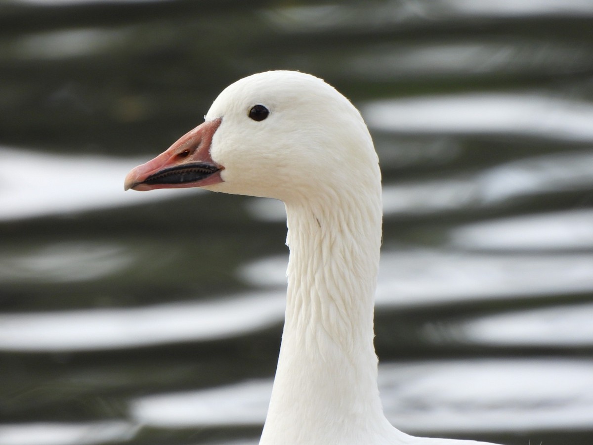 Snow Goose - ML646952973