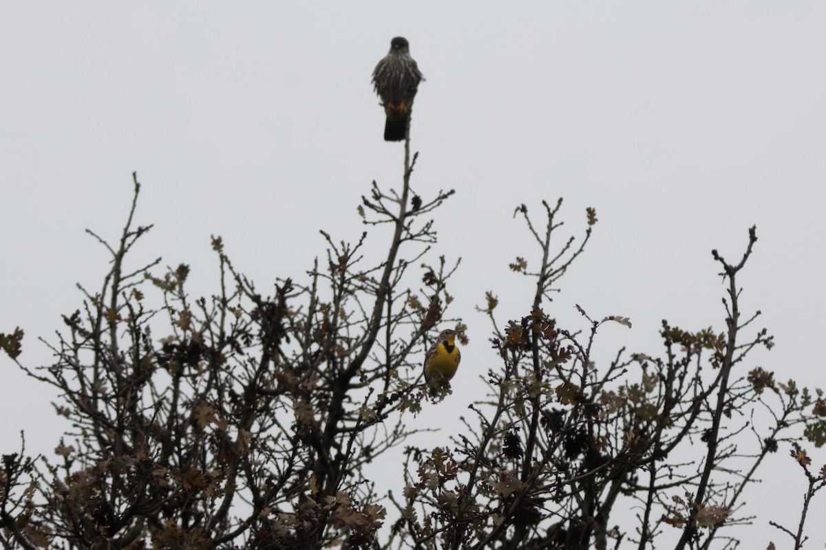 Western Meadowlark - ML646952974