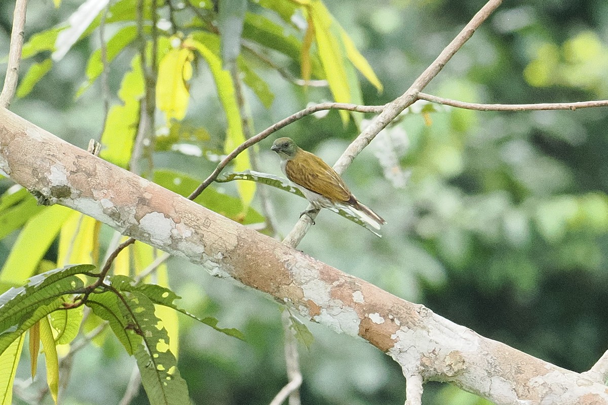 Воскоїд гвінейський - ML646952980