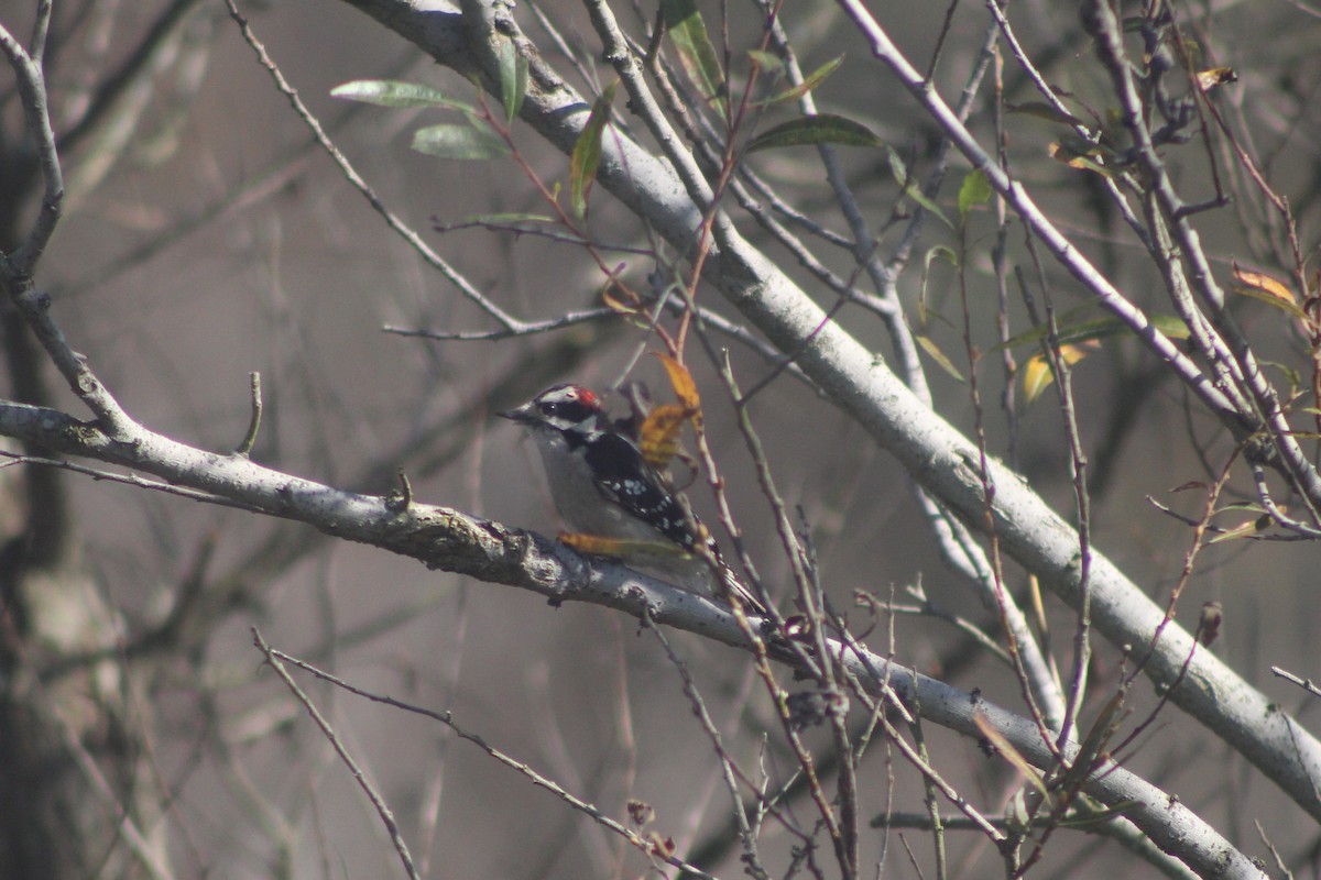 Downy Woodpecker - ML646952986