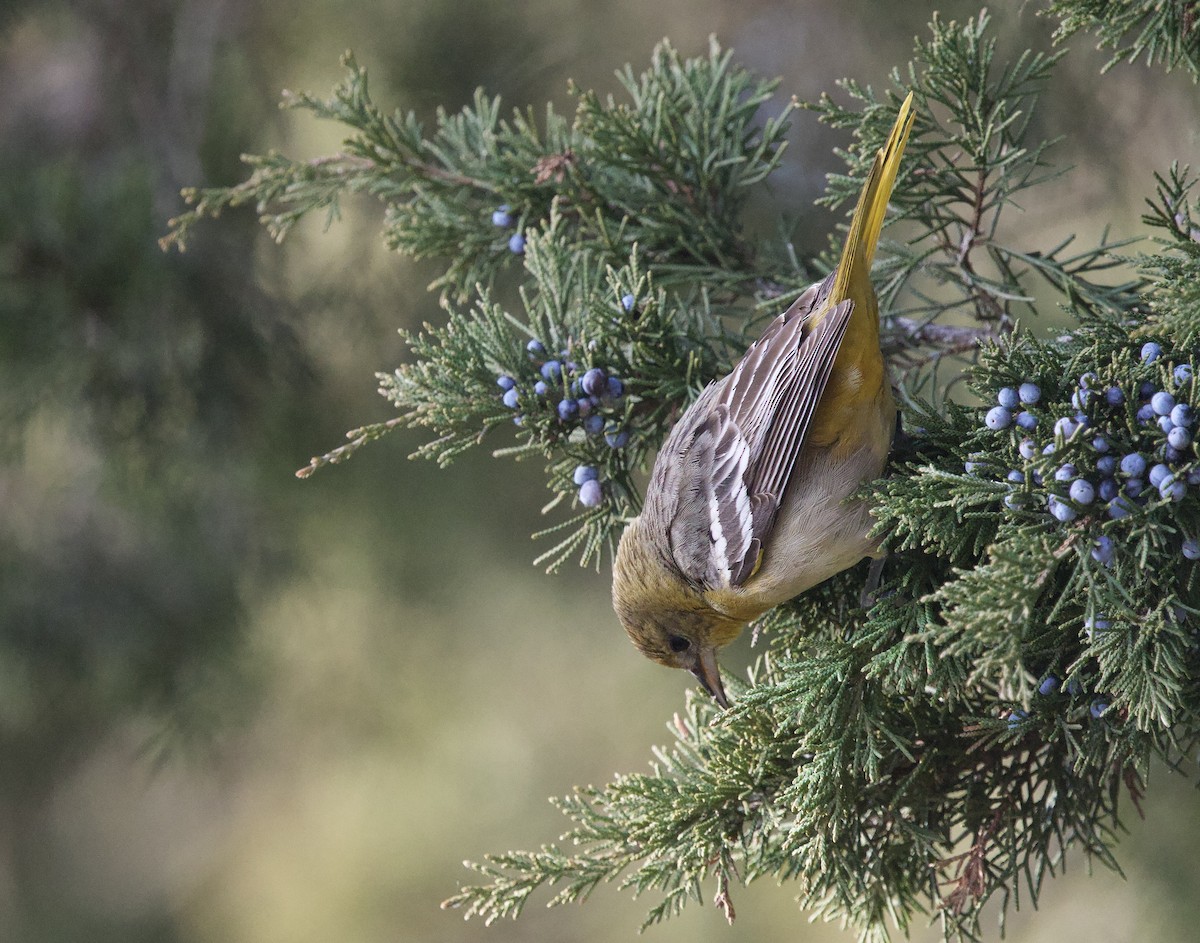 Baltimore Oriole - ML646952989