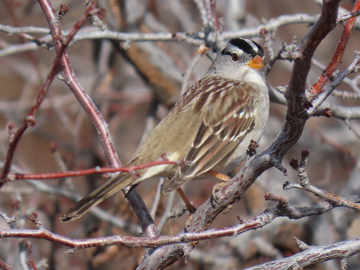 Chingolo Coroniblanco - ML646952990