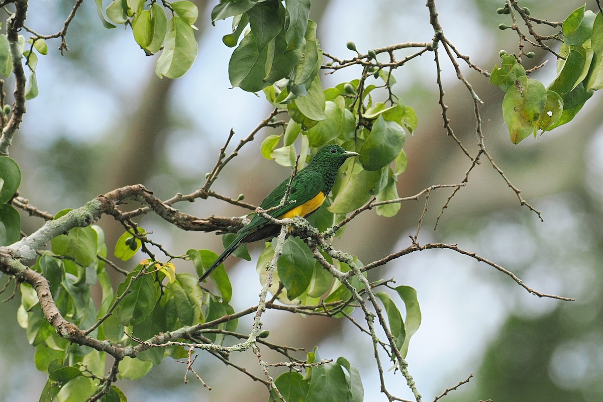 Дідрик жовтогрудий (підвид cupreus) - ML646952991