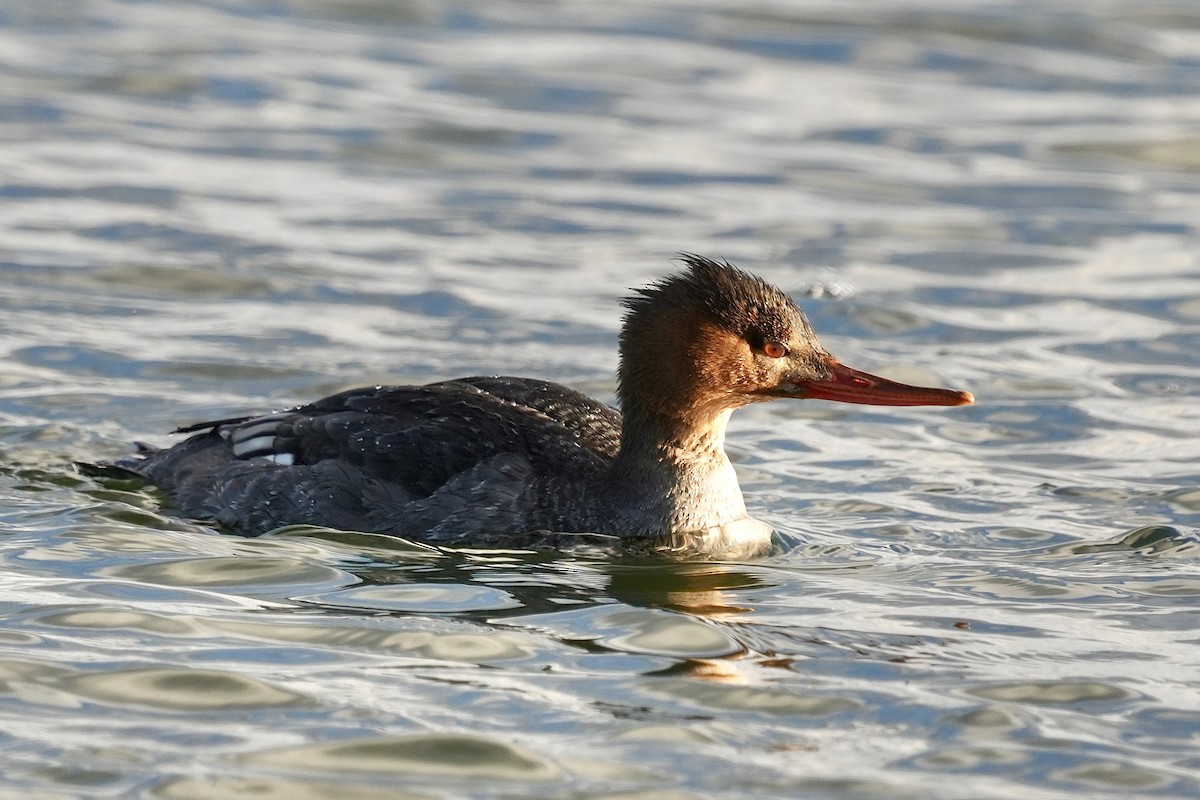 Red-breasted Merganser - ML646953004