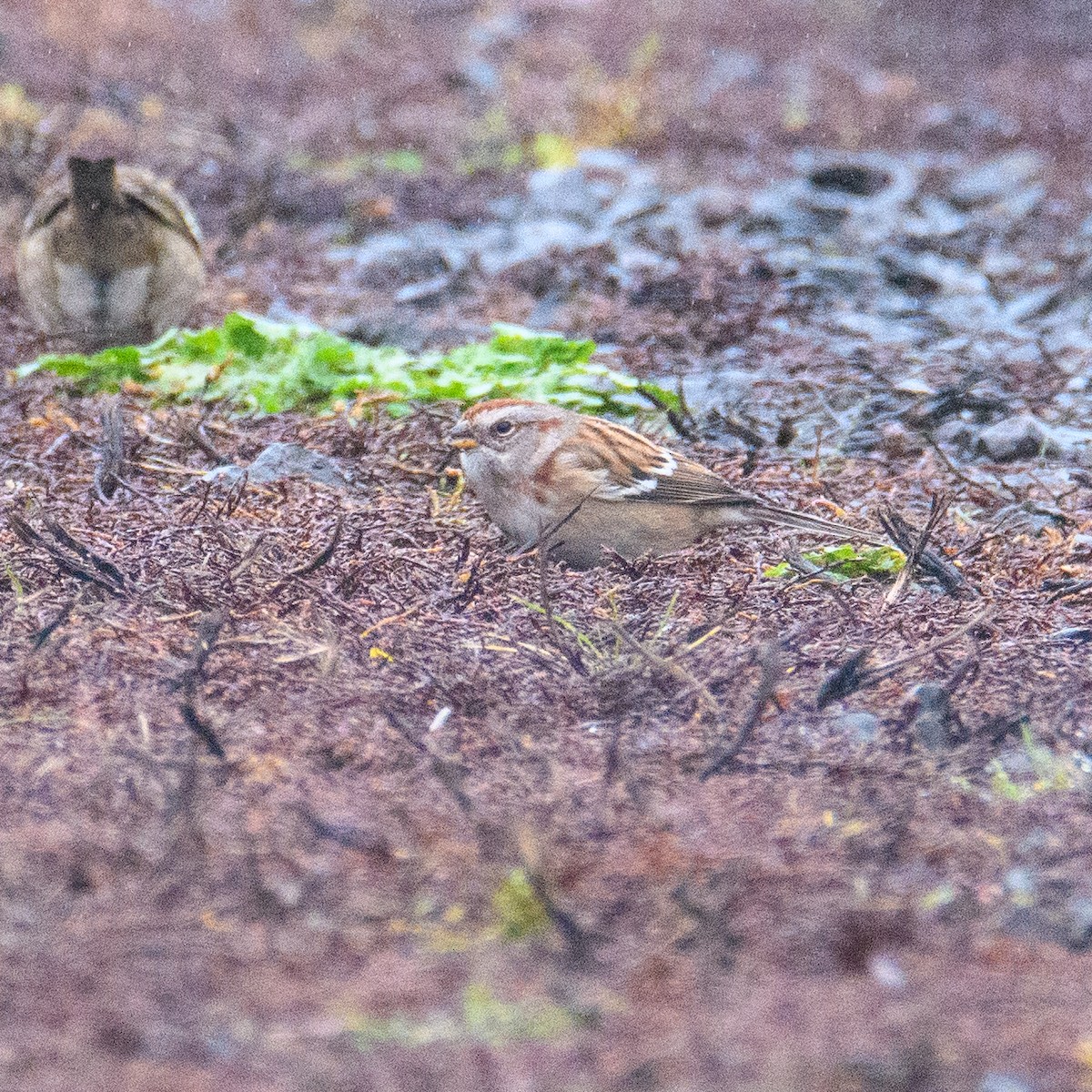 American Tree Sparrow - ML646953005