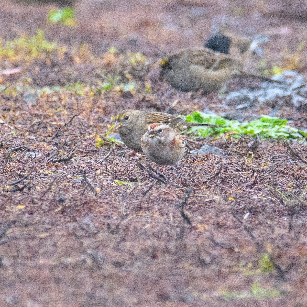 American Tree Sparrow - ML646953006