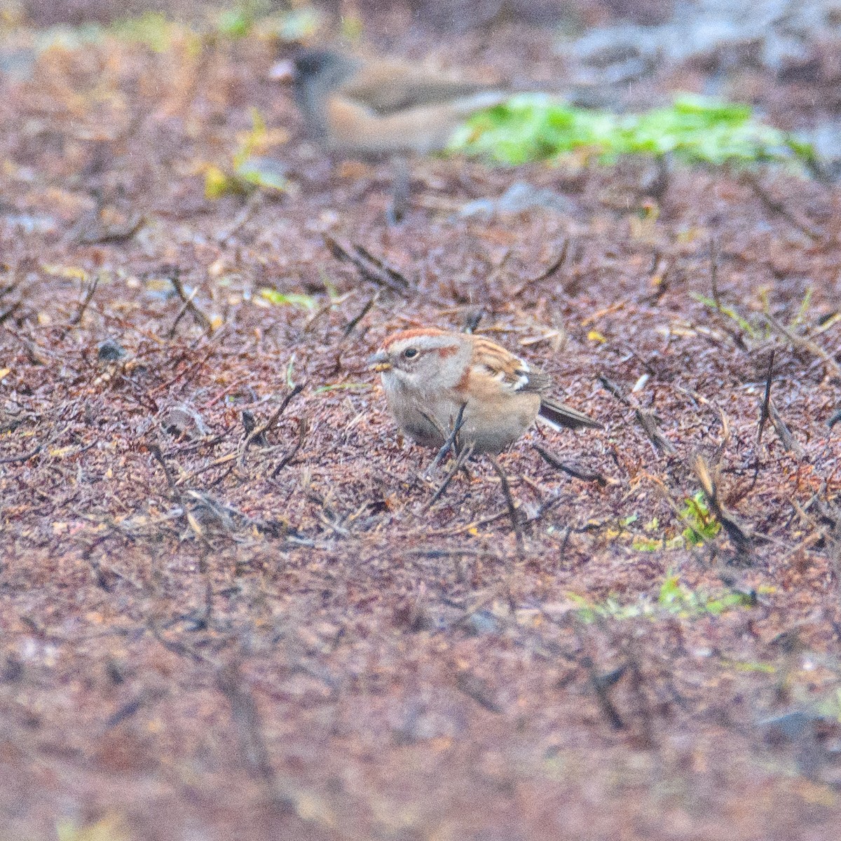 American Tree Sparrow - ML646953007