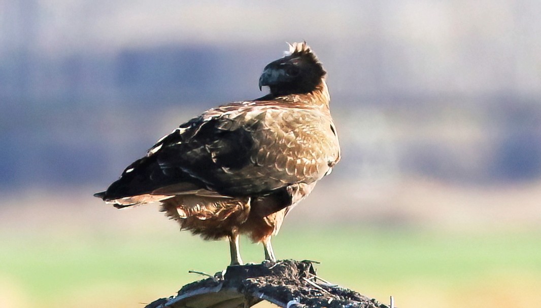 Buse à queue rousse - ML646953008