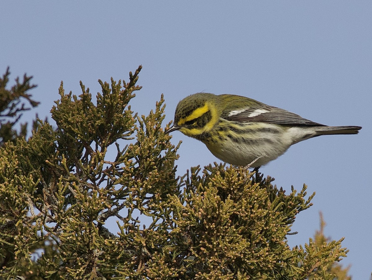 Townsend's Warbler - ML646953009