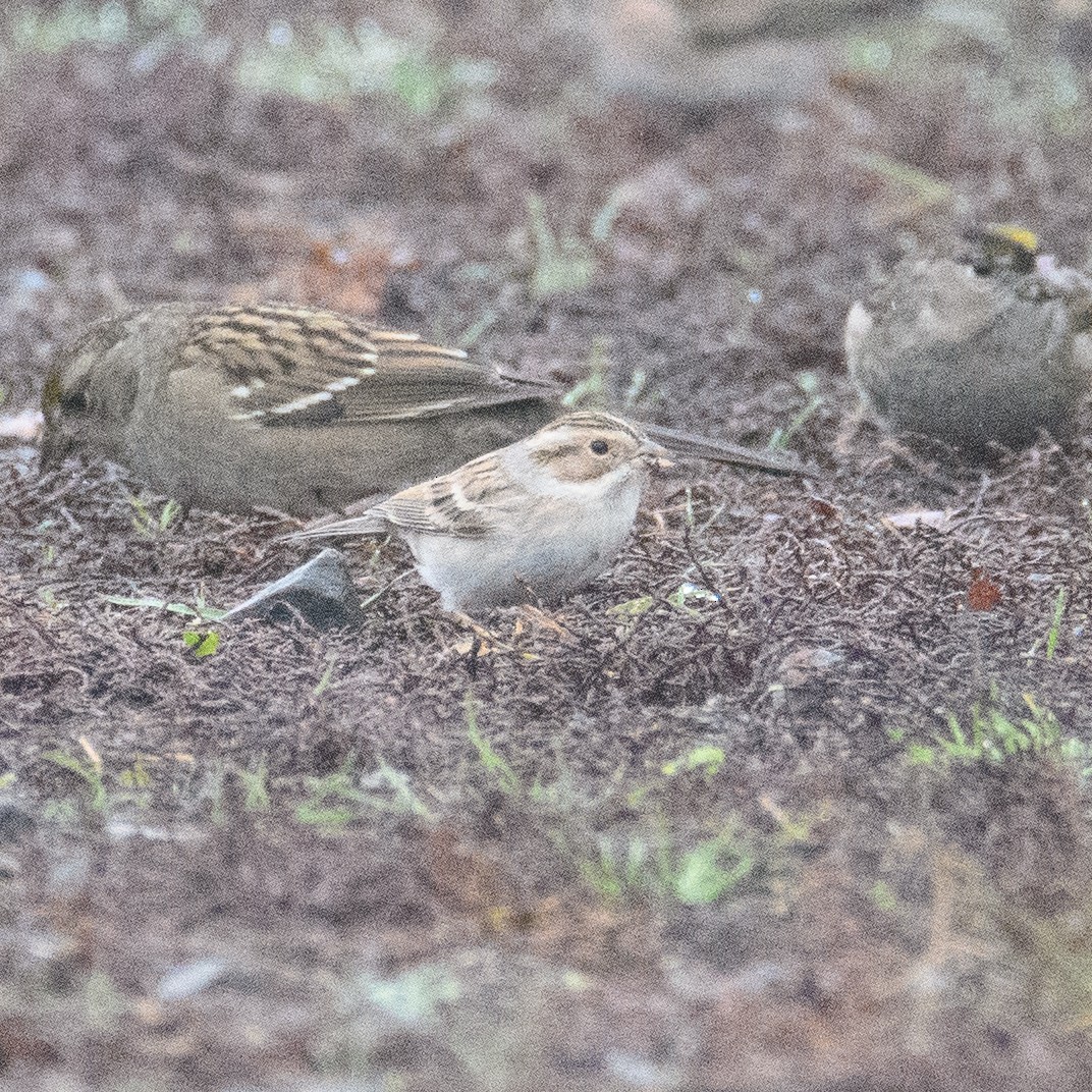 Clay-colored Sparrow - ML646953011