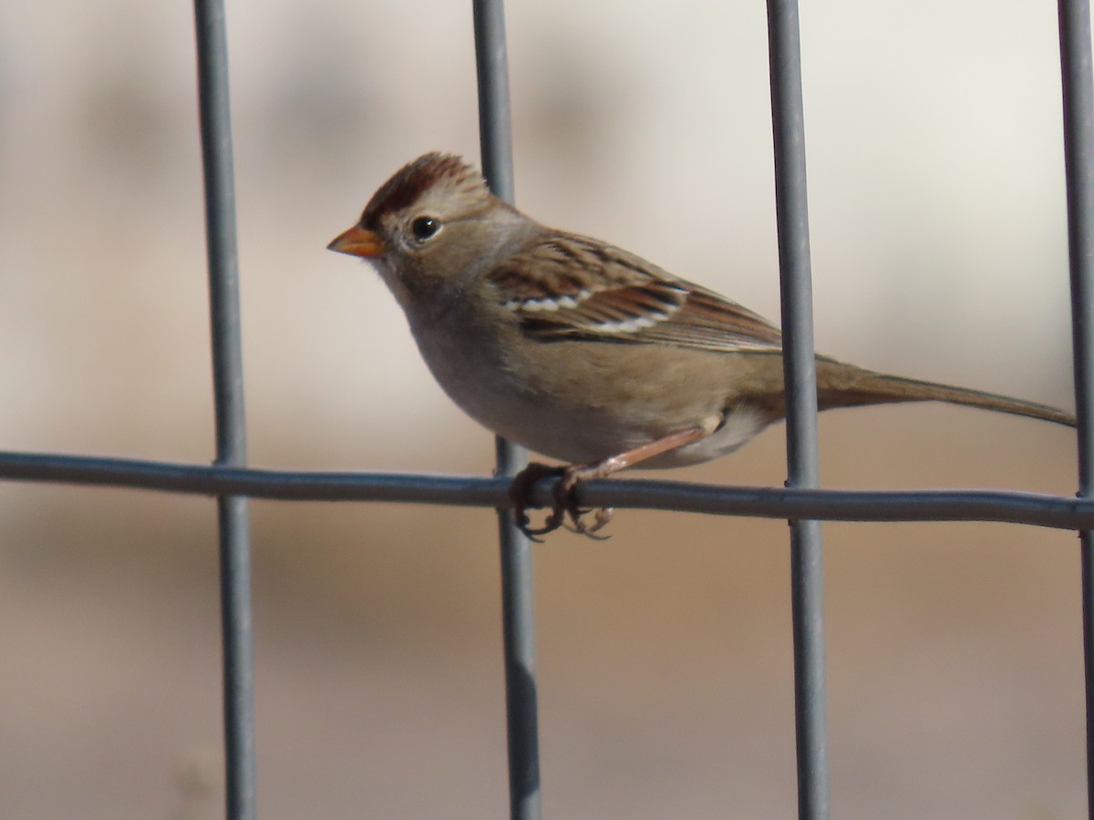 White-crowned Sparrow - ML646953012